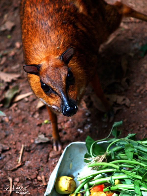 First time to Malacca Zoo : Alcove de Anggur